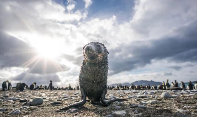 之旅——南极五岛史诗大环线澳门新葡京app极致奢华(图18) 之旅——南极五岛史诗大环线澳门新葡京app极致奢华(图18)