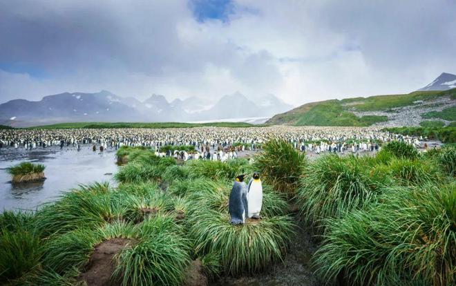 之旅——南极五岛史诗大环线澳门新葡京app极致奢华(图16) 之旅——南极五岛史诗大环线澳门新葡京app极致奢华(图16)